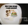 Price: €1.65 - Pistachio Seeds Greek Variety "Aegina" (Pistacia vera) - 