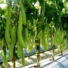 Price: €2.25 - Thai Long Green Eggplant Seeds - Seeds Gallery