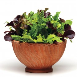 Price: €1.85 - Semi di miscela migliori Lattuga - 