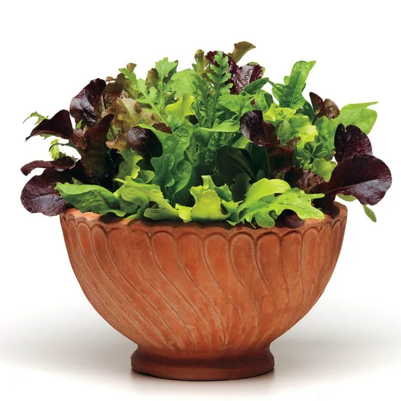 Mixture of Best Lettuce Seeds