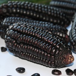 Schwarzer Mais Samen BLACK AZTEK Seeds Gallery - 2