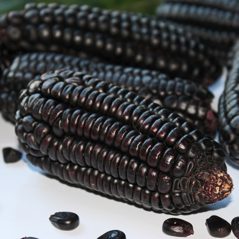Price: €2.45 - Graines de maïs noir Black Aztek - 