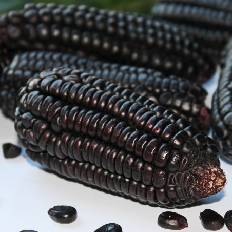 Price: €2.45 - Graines de maïs noir Black Aztek -
