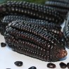Price: €2.45 - Graines de maïs noir Black Aztek - 