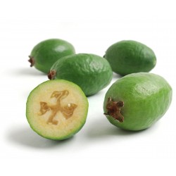 Feijoa - Ananas Guave Samen