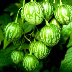Дикий Пепино - Тзимбало Семена (Solanum Caripense)  - 5