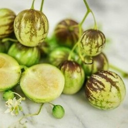 Tzimbalo - Mini Pepino seme (Solanum caripense)  - 3