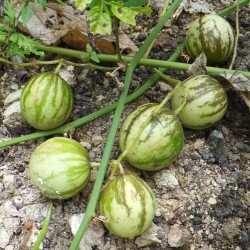 Sementes de Tzimbalo (Solanum caripense)  - 4
