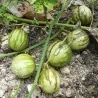 Wild Pepino - Tzimbalo Seeds (Solanum caripense)