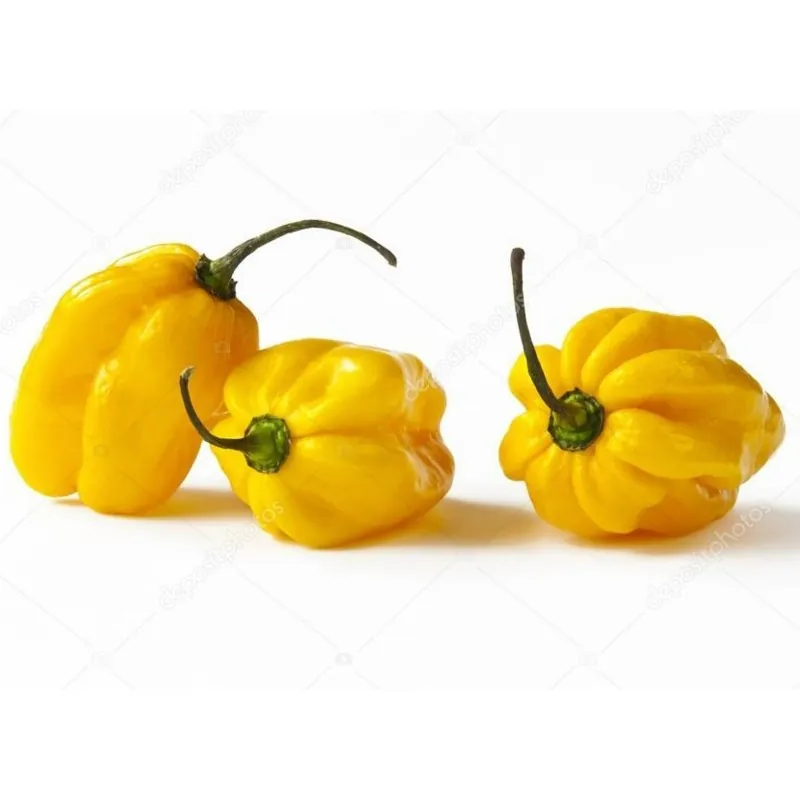 Graines de piment Habanero Bombe Jaune