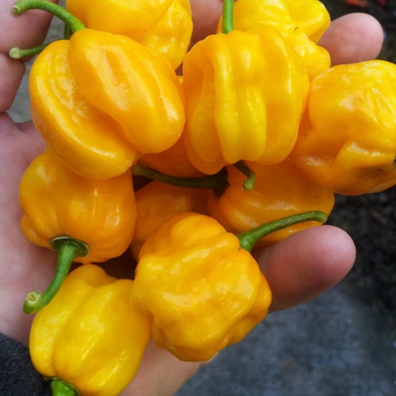 Price: €2 - Sementes de pimentão Habanero Jaune Bombe - 