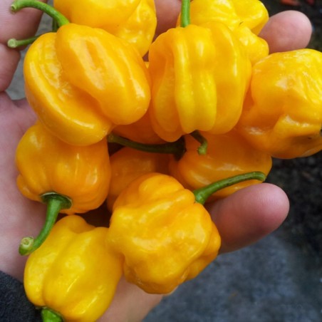 Price: €2 - Σπόροι τσίλι Habanero Bombe Jaune -