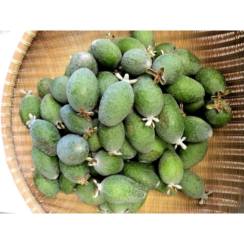 Price: €1.9 - Fedjoja - Feijoa Seme (Acca sellowiana) - 