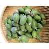 Semi di Feijoa (Acca sellowiana)