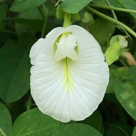 Price: €2.65 - Himmelsärt med vita blommor Frön (Clitoria ternatea) -