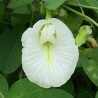 Price: €2.65 - Butterfly Pea with white flowers Seeds (Clitoria ternatea) - 