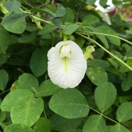 Price: €2.65 - Himmelsärt med vita blommor Frön (Clitoria ternatea) -