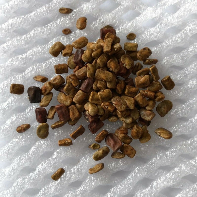 Price: €2.65 - Plavi Grasak sa belim cvetovima seme (Clitoria ternatea) - 