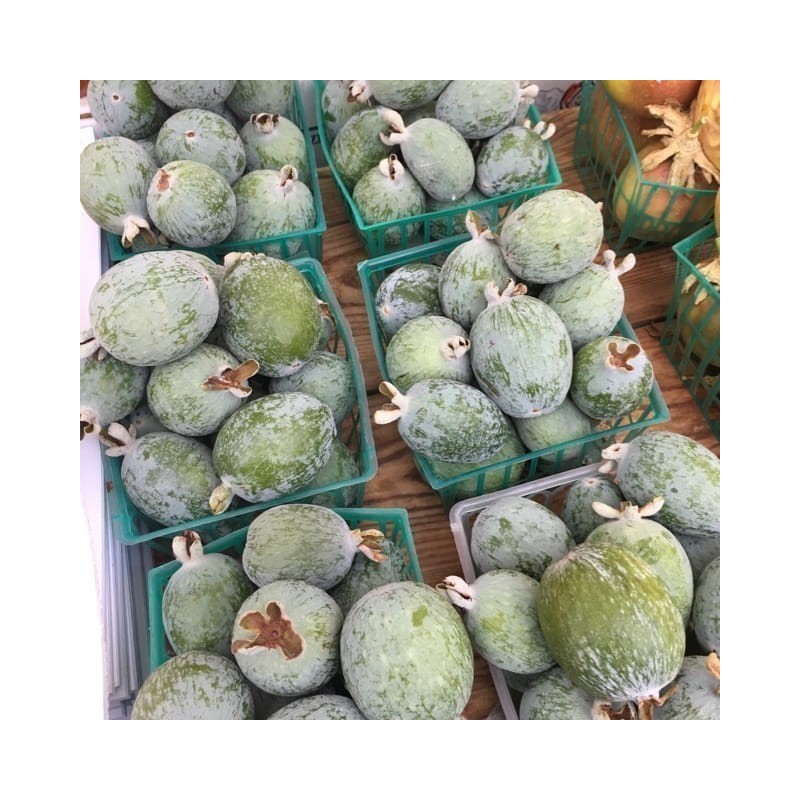 Price: €1.9 - Feijoa - Ananas Guave Samen (Acca sellowiana) - 
