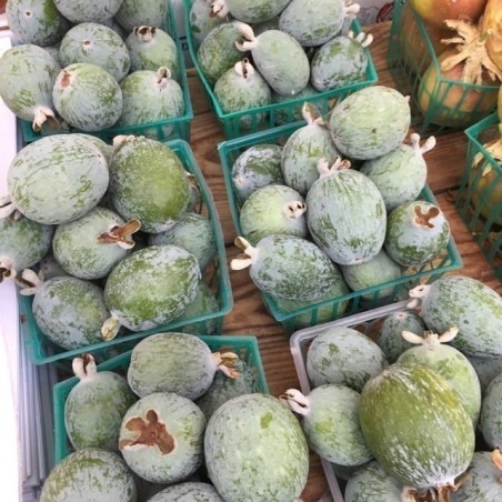 Price: €1.9 - Feijoa - Feijoasläktet Frön (Acca sellowiana) - 
