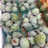 Price: €1.9 - Feijoa - Feijoasläktet Frön (Acca sellowiana) - 