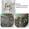 Price: €2.65 - Himmelsärt med vita blommor Frön (Clitoria ternatea) - 