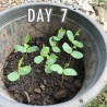 Price: €2.65 - Himmelsärt med vita blommor Frön (Clitoria ternatea) - 
