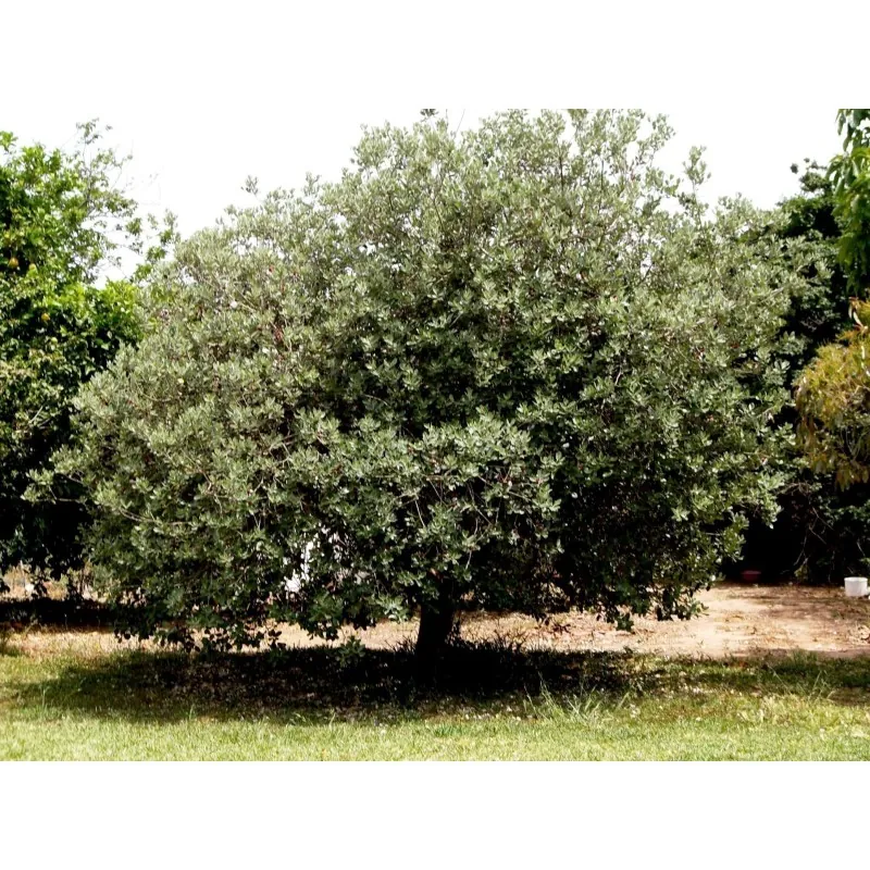 Feijoa - Ananas Guave Samen (Acca sellowiana)