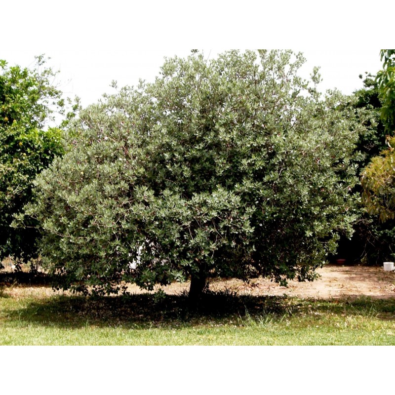 Price: €1.9 - Σπόροι Φειγιοα Pineapple Guava (Acca sellowiana) - 