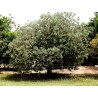 Price: €1.9 - Semi di Feijoa (Acca sellowiana) - 