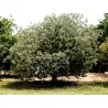 Semi di Feijoa (Acca sellowiana)