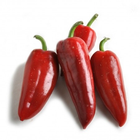 Price: €1.75 - Semi di peperone serbo Prizrenka - Unbranded
