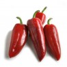 Price: €1.75 - Semi di peperone serbo Prizrenka - Unbranded