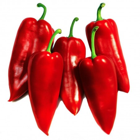 Price: €1.75 - Semi di peperone serbo Prizrenka - Unbranded