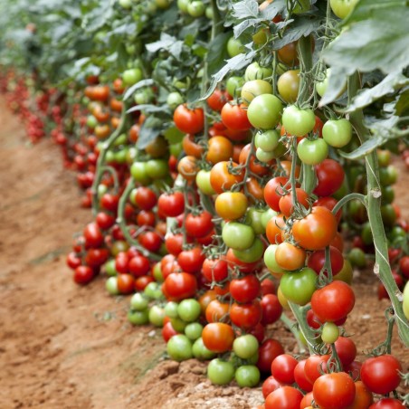 Graines de tomate Corail