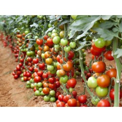 Coral tomato seeds  - 2
