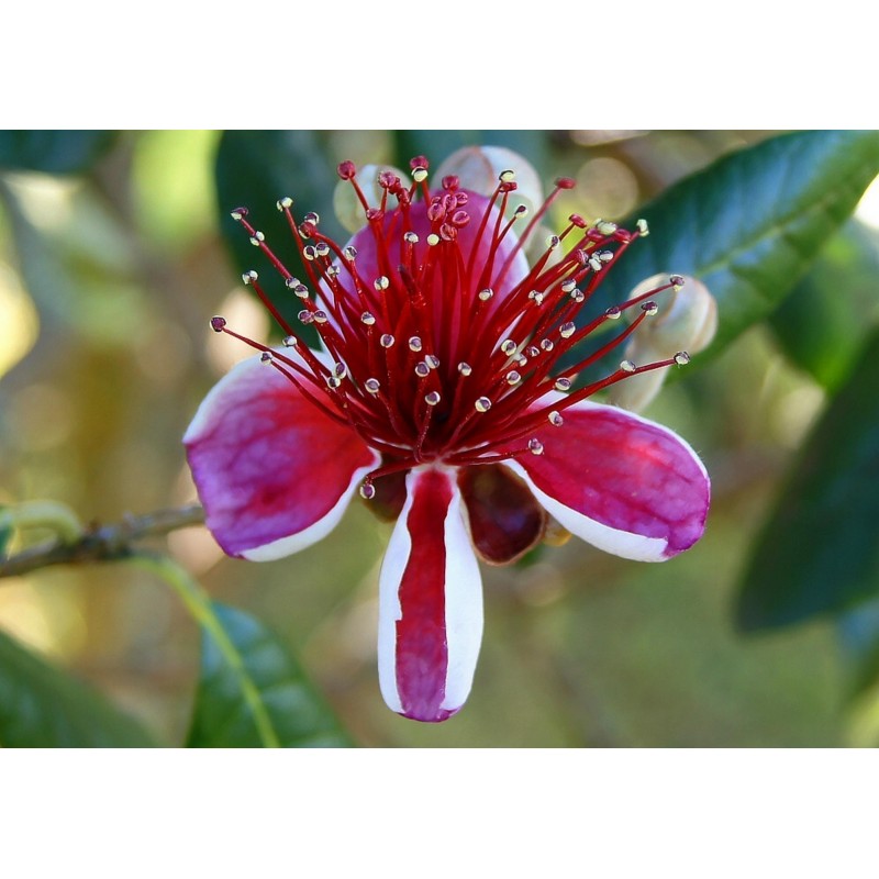 Price: €1.9 - Semillas de Feijoa, Feijoas, Guayaba del Brasil (Acca sellowiana) - 