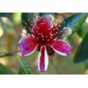 Price: €1.9 - Sementes de Feijoa, Goiaba-serrana (Acca sellowiana) - 