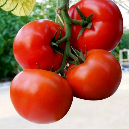 Price: €1.75 - Graines de tomate hongroises Kecskemeti (Mobil) - 