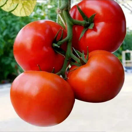 Semillas de tomate húngaras Kecskemeti (Mobil)