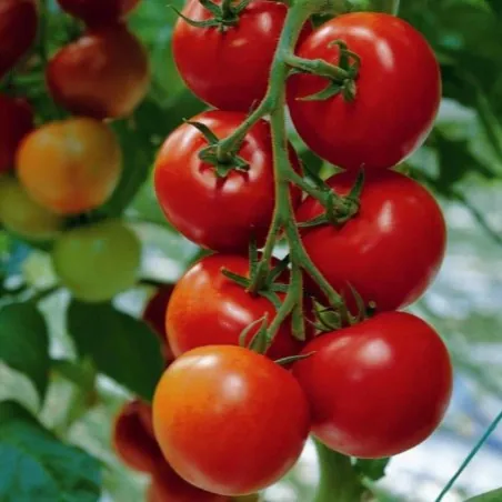 Semillas de tomate húngaras Kecskemeti (Mobil)