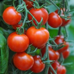 Graines de tomates hybrides de haute qualité Lider F1  - 2
