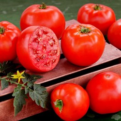 Price: €2.25 - Högkvalitativ hybrida tomatfrön Lider F1 - 