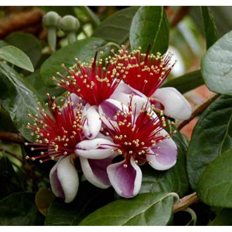 Price: €1.9 - Feijoa - Feijoasläktet Frön (Acca sellowiana) - 