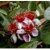 Price: €1.9 - Feijoa - Feijoasläktet Frön (Acca sellowiana) - 