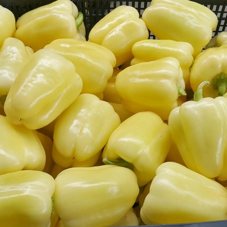 Vita paprika frön BELINDA | 2,65 €