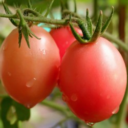 Autentiska thailändska tomatfrön Sida  - 4