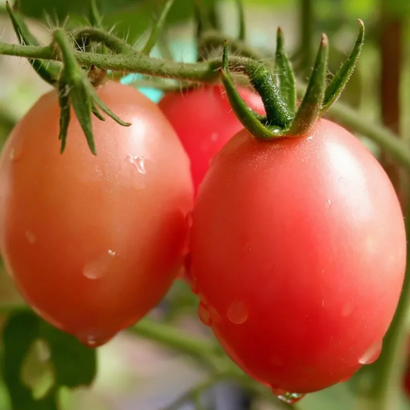 Authentic Thai tomato seeds Sida