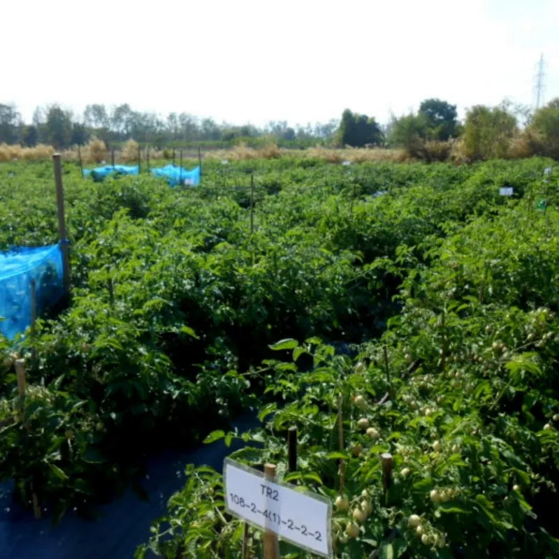 Semillas de auténticas tomate tailandés Sida