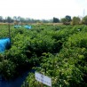 Price: €1.85 - Authentic Thai tomato seeds Sida - Seeds Gallery